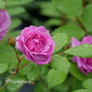 RISE UP LILAC DAYS Climbing Rose
