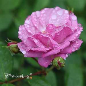RISE UP LILAC DAYS Climbing Rose