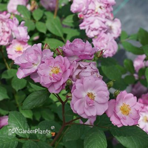 RISE UP LILAC DAYS Climbing Rose