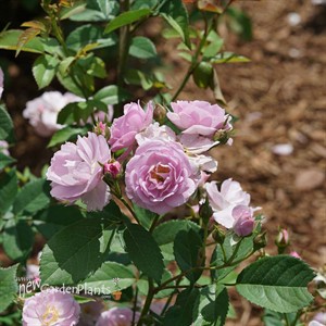 RISE UP LILAC DAYS Climbing Rose