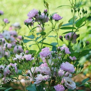 RISE UP LILAC DAYS Climbing Rose