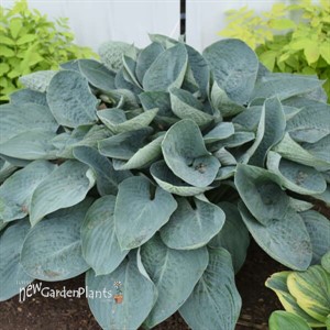 Hosta 'Above the Clouds' SHADOWLAND® Collection