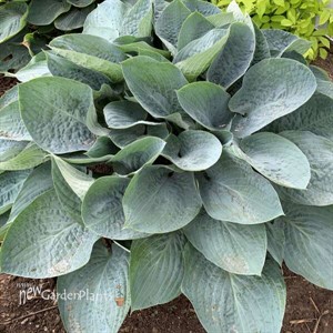 Hosta 'Above the Clouds' SHADOWLAND® Collection