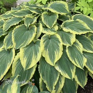 Hosta 'Drop-dead Gorgeous' 