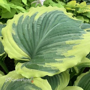 Hosta 'Drop-dead Gorgeous' 