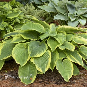 Hosta 'Drop-dead Gorgeous' 