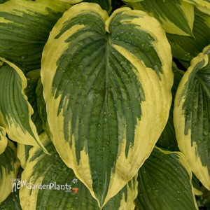 Hosta 'Drop-dead Gorgeous' 