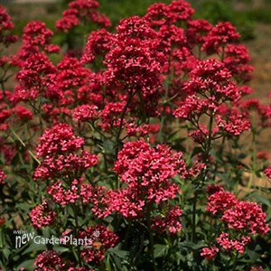 Ruber Jupiter's Beard, Red Valerian
