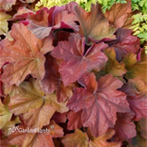 'Southern Comfort' ppaf