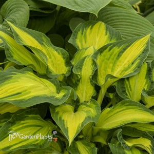 Hosta 'Happy Dayz'