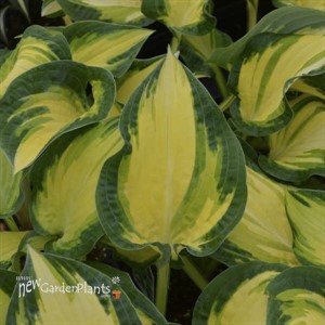 Hosta 'Happy Dayz'