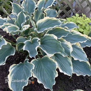 Hosta 'Hope Springs Eternal'