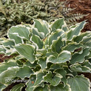 Hosta 'Hope Springs Eternal'