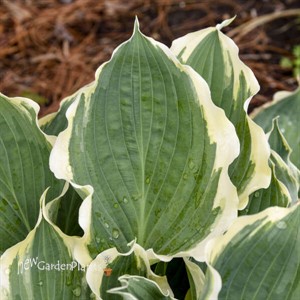 Hosta 'Hope Springs Eternal'