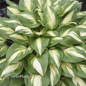 Hosta 'Miss America' 