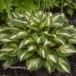 Hosta 'Miss America' 