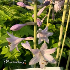 Hosta 'Miss America' 