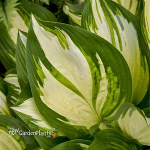 Hosta 'Miss America' 