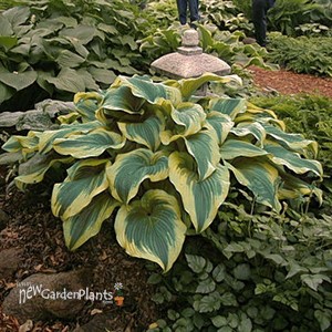 Hosta 'Montana Aureomarginata'