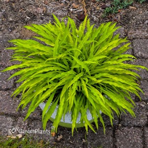 Hosta 'Party Streamers'
