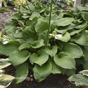 Hosta 'Royal Crest' 