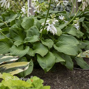 Hosta 'Royal Crest' 