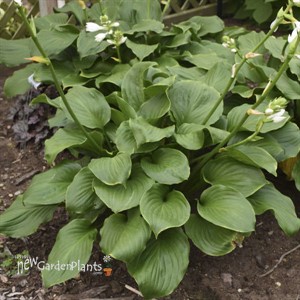 Hosta 'Royal Crest' 