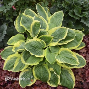 Hosta 'Royal Wedding' 