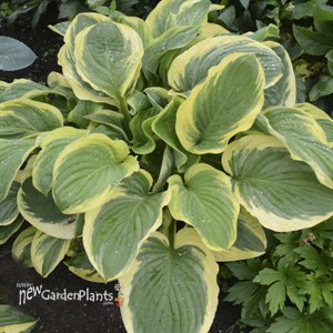 Hosta 'Royal Wedding' 
