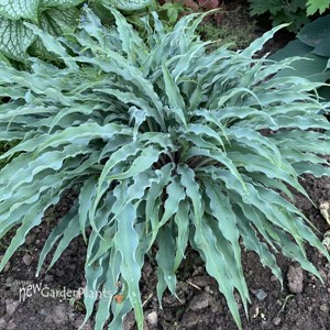 Hosta 'Silly String' 
