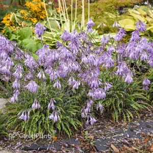 Hosta 'Silly String' 