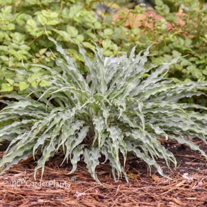 Hosta 'Silly String' 