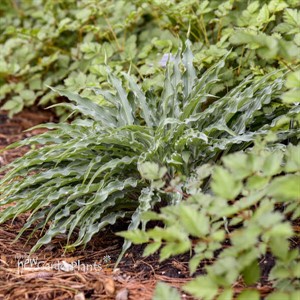 Hosta 'Silly String' 
