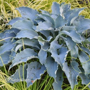 Hosta 'Tears in Heaven' 