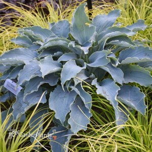 Hosta 'Tears in Heaven' 