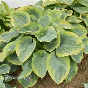 Hosta 'Terms of Endearment'