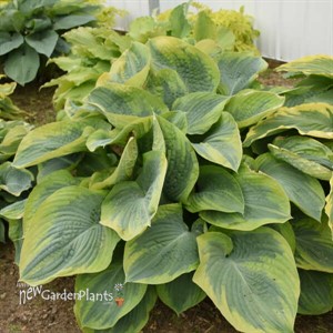 Hosta 'Terms of Endearment'