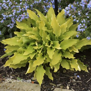 Hosta 'Time in a Bottle' 