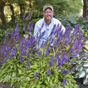 Hosta 'Time in a Bottle' 
