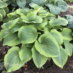 Hosta 'Twin Cities'