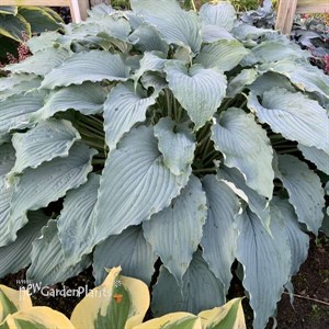 Hosta 'Wind beneath My Wings' 