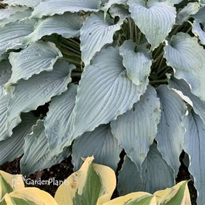 Hosta 'Wind beneath My Wings' 