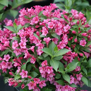 SNIPPET® Dark Pink - Reblooming Weigela