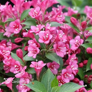 SNIPPET® Dark Pink - Reblooming Weigela