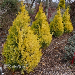 FLUFFY® Arborvitae - Western  Thuja plicata 