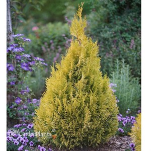 FLUFFY® Arborvitae - Western  Thuja plicata 