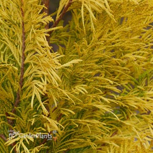FLUFFY® Arborvitae - Western  Thuja plicata 