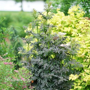 LACED UP® Elderberry Sambucus