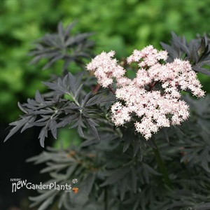 LACED UP® Elderberry Sambucus