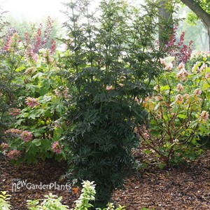 LACED UP® Elderberry Sambucus